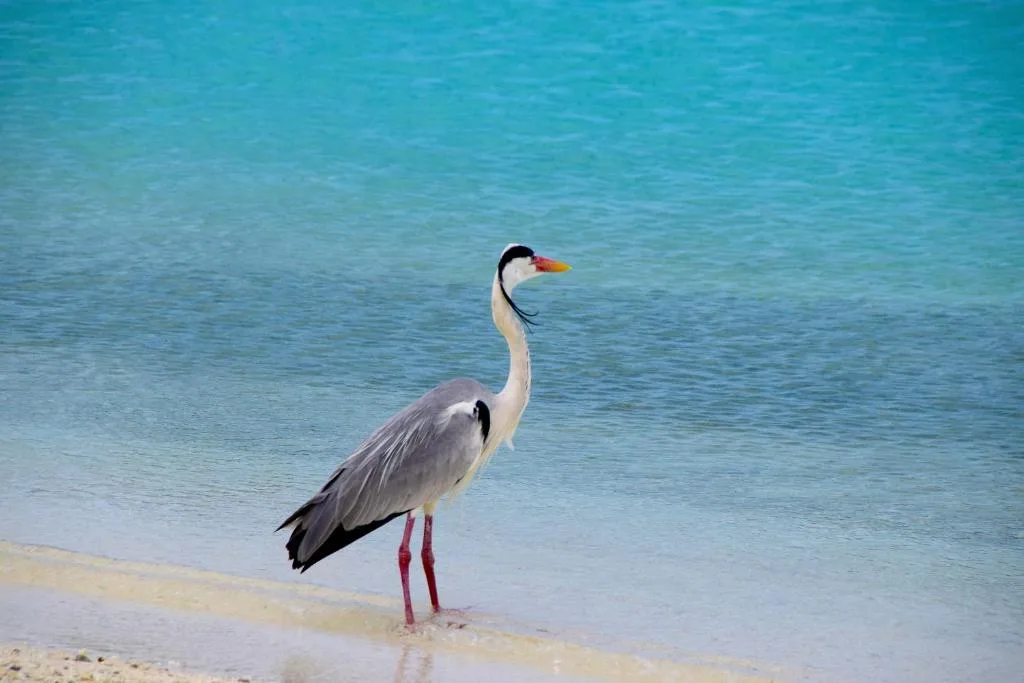 Makunudu Island: another view